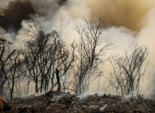 Deputados derrubam vetos presidenciais que garantiam proteção ambiental