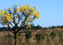 11 de Setembro: Dia Nacional do Cerrado